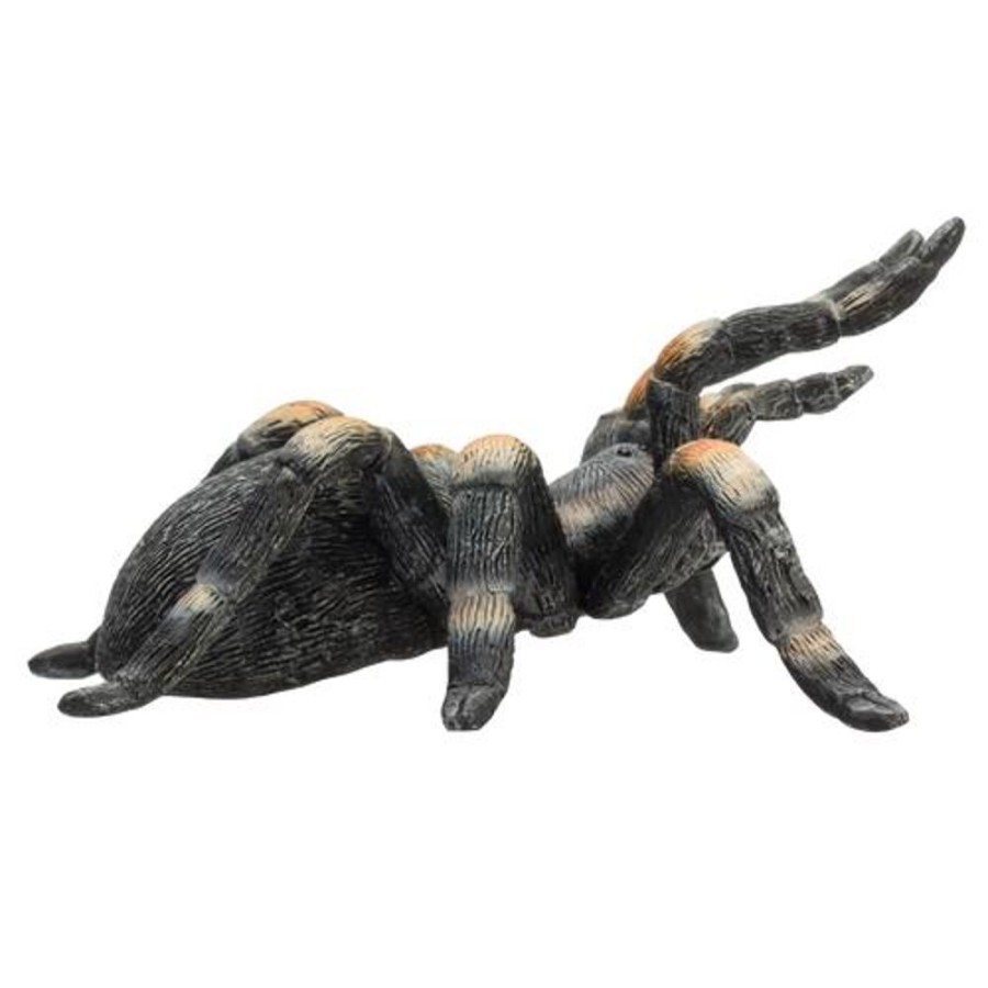 Wildlife MojoFun | Red Kneed Tarantula