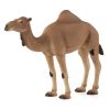 Wildlife MojoFun | Arabian Camel